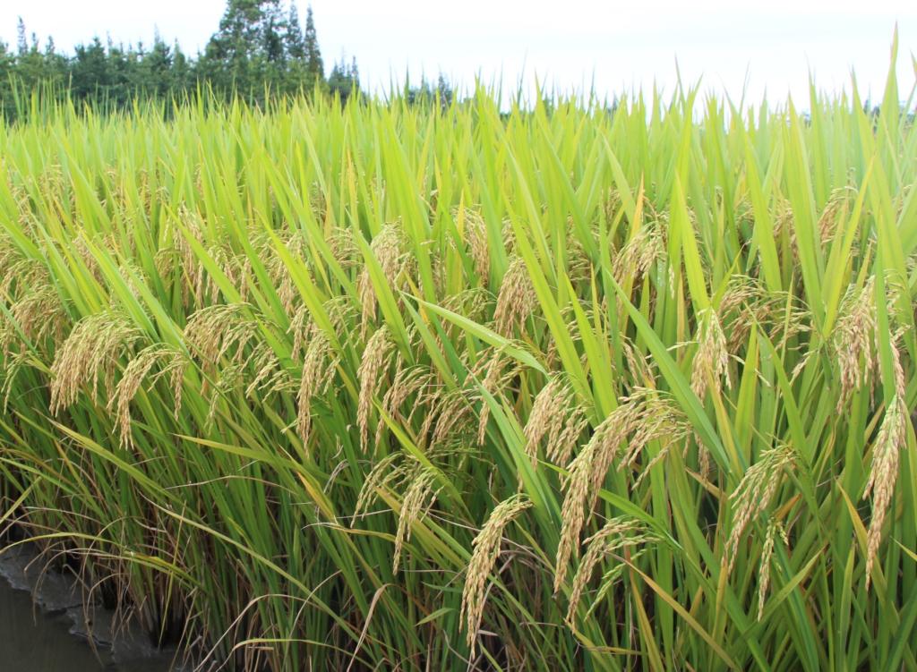 川农优308（2019年国家审定）