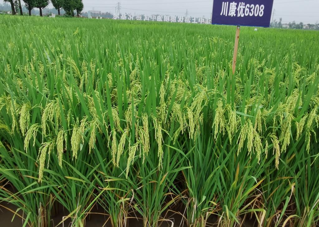 川康优6308（2021年国家审定）